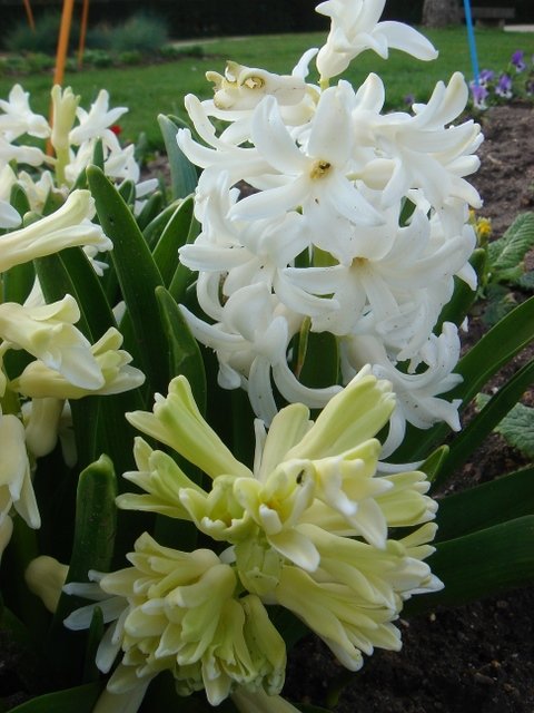 Hyacinthus orientalis 'Carnegie'